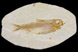 Fossil Fish (Knightia) - Wyoming #150638-1